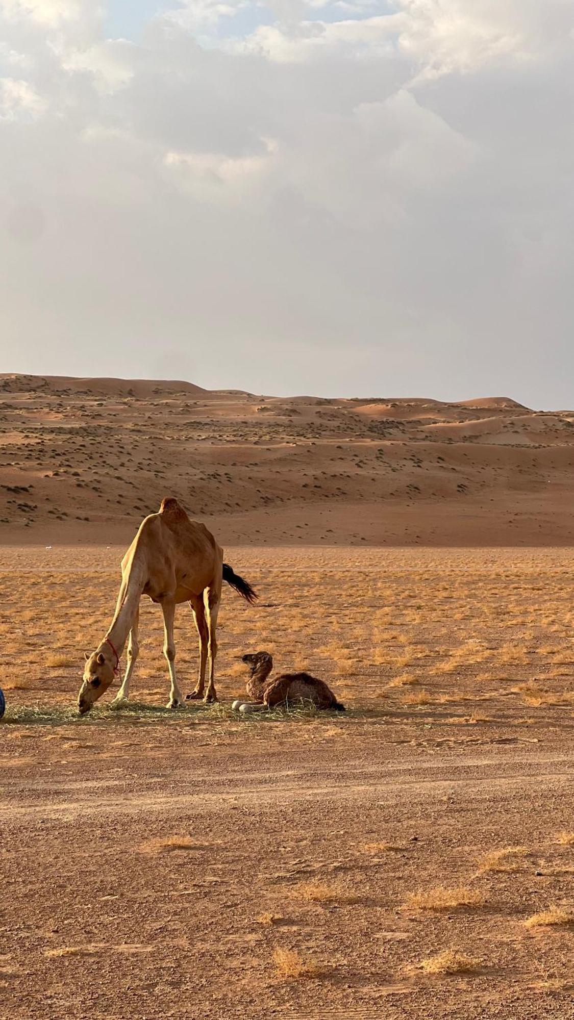 Adventurer Camp Hotel Al Wāşil Kültér fotó